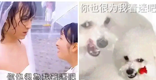恁應該也很為俺啄米吧梗出處含義介紹