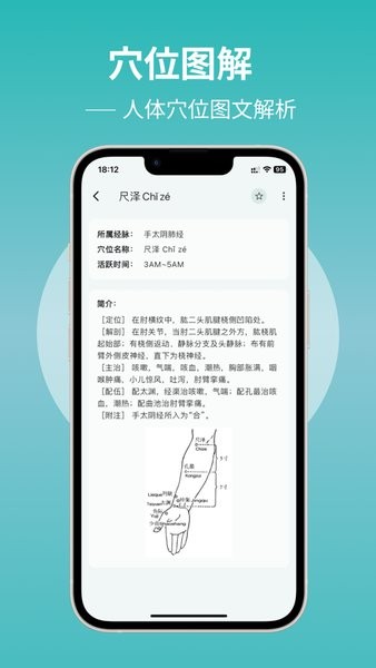 人體穴位圖解截圖(2)